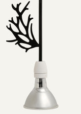 Flora e Fauna | Pesci |