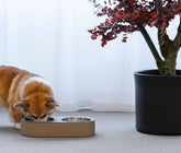 Pet Bowl |