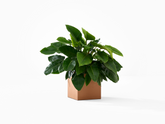 Campiello Planter |